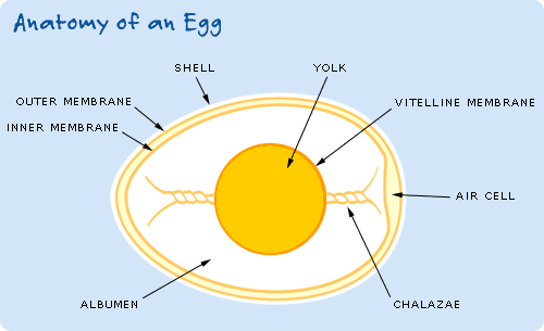 Anatomy of an Egg