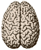 Brain