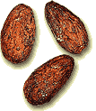 Cacao Beans