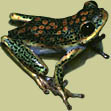 Reed Frog