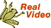 RealVideo