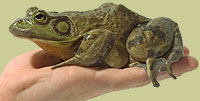 American bullfrog
