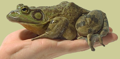 American bullfrog