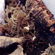 Clusters of Frog Eggs