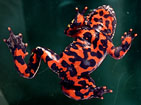 Fire-Bellied Toad
