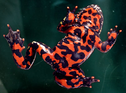 Fire-bellied Toad