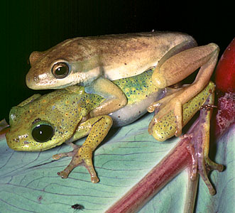 African reed frog