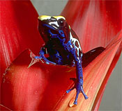 Poison-Arrow Frog
