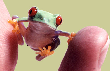 Red-eyed tree frog