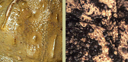 Frog/Toad skin
