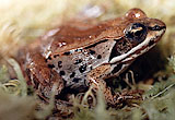 Frozen Wood Frog