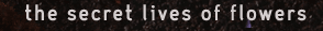 secret lives of flowers