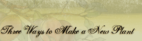 3 Ways to Make a New Plant