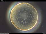 Diatom