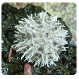 Sea urchins