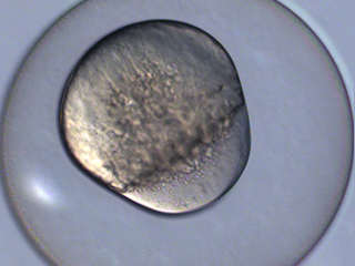 Zebrafish Development Video still #1