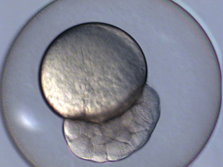 Zebrafish Development Video still #2