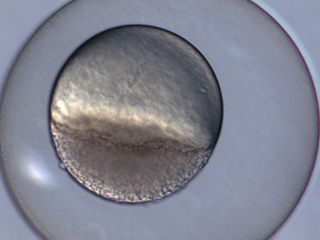 Zebrafish Development Video still #3