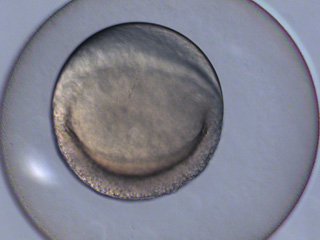 Zebrafish Development Video still #4