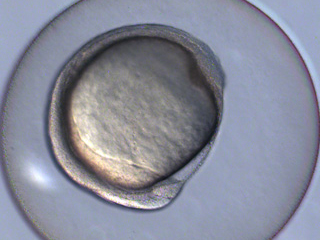 Zebrafish Development Video still #5