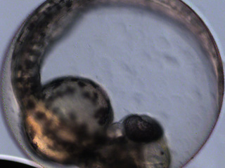 Zebrafish Development Video still #9