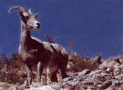 Bighorn Sheep