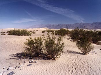 Ripples in the Dunes