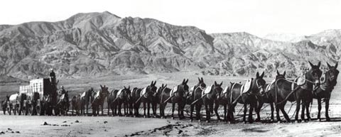 20 Mule Team