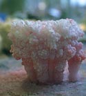 Salt Crystals