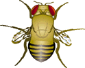 Fly