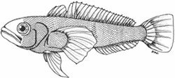 Bald notothen (Pagothenia borchgrevinki)