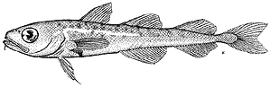 Arctic Cod (Boreogadus saida)