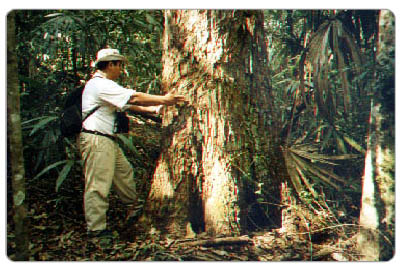 Chapal Bol in the jungle