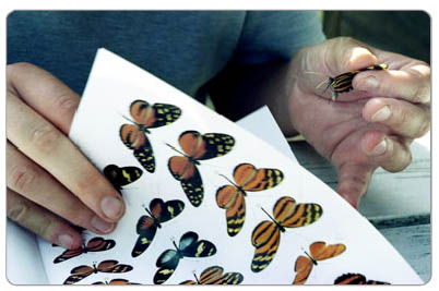 Liz Wilder identifies butterflies