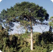 image: ceiba tree