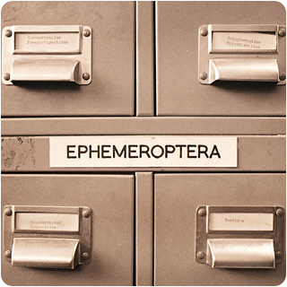 image: Ephemeroptera cabinet