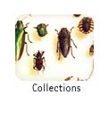 Collections