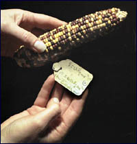 Corn samples