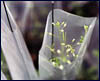 Arabidopsis