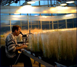 microscope in the greenhouse