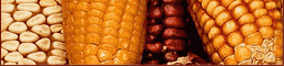 corn