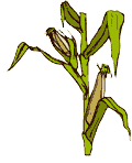 corn