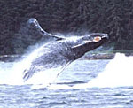 humpback whale