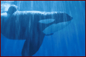 whale