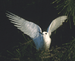 arctic tern